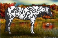 Horse Color:Black Appaloosa 