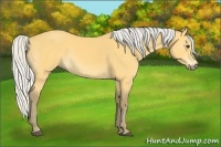 Horse Color:Silver Buckskin 