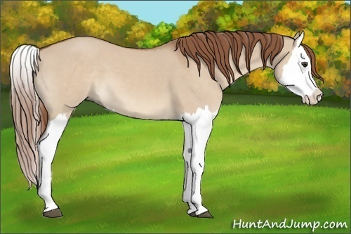 Horse Color:Red Dun Splash 