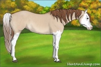Horse Color:Red Dun Splash 
