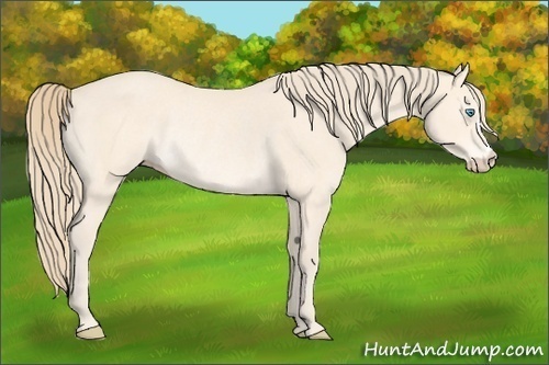 Horse Color:Perlino Rabicano 