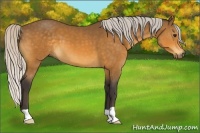 Horse Color:Silver Buckskin 