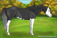 Horse Color:Black Splash