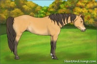 Horse Color:Buckskin 