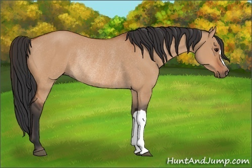 Horse Color:Bay Dun Rabicano 
