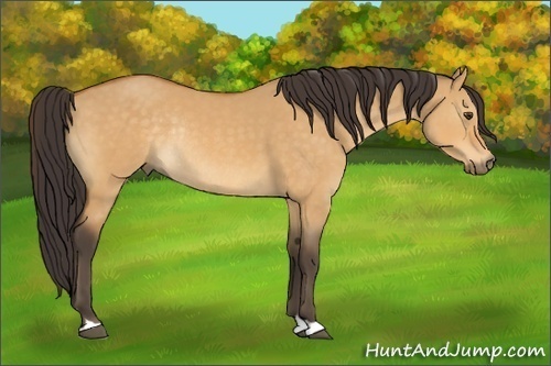 Horse Color:Buckskin Dun Rabicano 