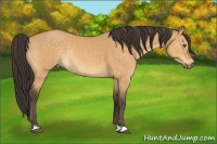 Horse Color:Buckskin Dun Rabicano 