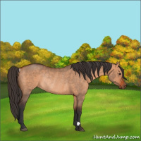Horse Color:Bay Dun Rabicano 