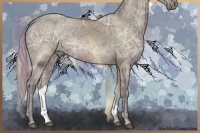 Horse Color:Silver Grullo Ice Rabicano 