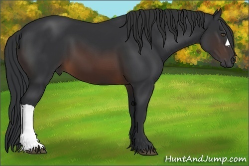Horse Color:Brown 