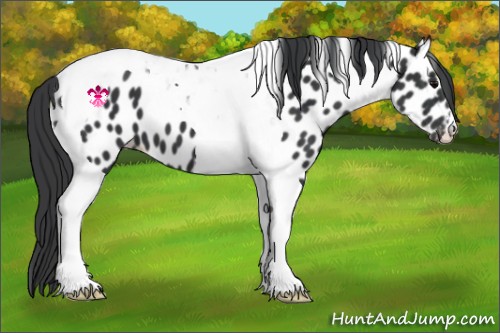 Horse Color:Black Tobiano Appaloosa 