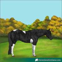 Horse Color:Black Ice Tobiano 