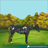 Horse Color:Painted White Spotted Black Appaloosa 