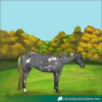 Horse Color:Painted White Spotted Black Appaloosa 