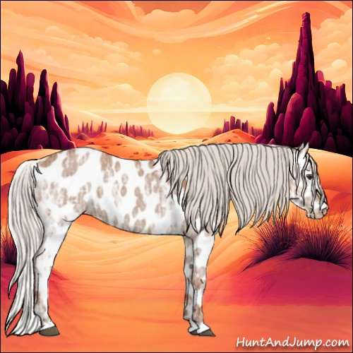 Horse Color:Silver Bay Ice Appaloosa 