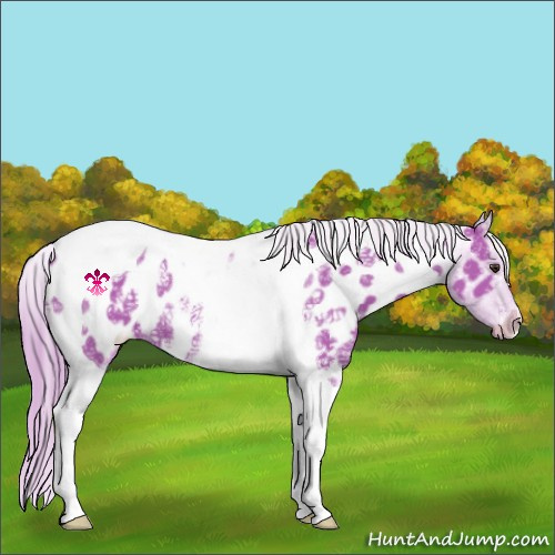 Horse Color:Watercolor Liver Chestnut Ice Tobiano Appaloosa 