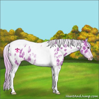 Horse Color:Watercolor Liver Chestnut Ice Tobiano Appaloosa 