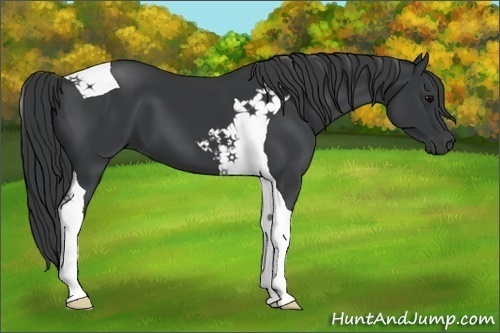 Horse Color:Black Tobiano 