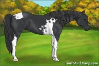 Horse Color:Black Tobiano 