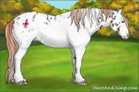 Horse Color:White Spotted Liver Chestnut Appaloosa 