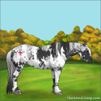 Horse Color:White Spotted Black Ice 
