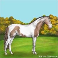 Horse Color:Black Pearl Sabino Tobiano 