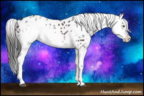 Horse Color:White Spotted Liver Chestnut Blanket Rabicano