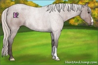 Horse Color:Silver Brown Roan