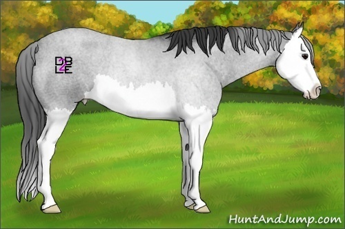 Horse Color:Blue Roan Splash 