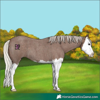 Horse Color:Silver Blue Roan Splash