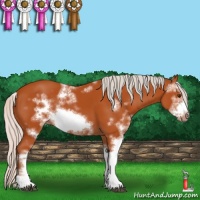 Horse Color:Silver Bay Sabino Frame Rabicano