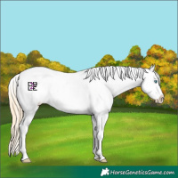 Horse Color:Buckskin Pearl Splash Appaloosa 