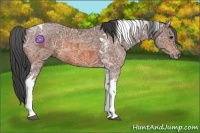 Horse Color:Bay Ice Tobiano 