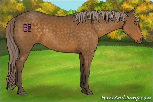 Horse Color:Chocolate Palomino 