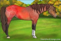 Horse Color:Buckskin Appaloosa