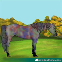 Horse Color:Gray Void Nacre Grullo