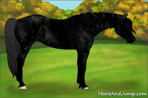 Horse Color:Void White Spotted Brown Dun Splash Rabicano 