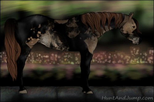 Horse Color:Void Buckskin Dun Tobiano Appaloosa 