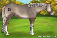 Horse Color:Silver Blue Onyx 