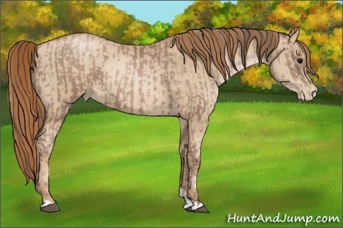 Horse Color:Black Pearl  and Smoky Black Pearl 