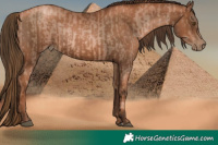 Horse Color:Liver Chestnut Pearl and Gray Liver Chestnut Pearl