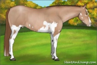 Horse Color:Bay Pearl and Bay Pearl Splash