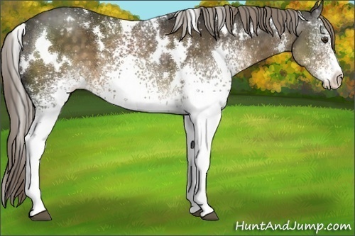 Horse Color:White Spotted Chocolate Palomino Appaloosa