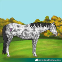 Horse Color:Black Ice 