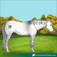 Horse Color:Gray Blue Onyx