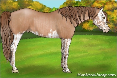 Horse Color:Bay Pearl  and Bay Pearl Splash 