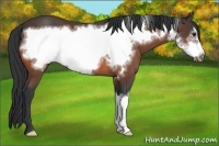 Horse Color:Bay Frame 