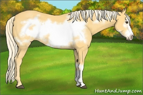 Horse Color:Palomino Frame 