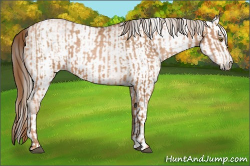 Horse Color:Liver Chestnut Pearl  and Gray Liver Chestnut Pearl 