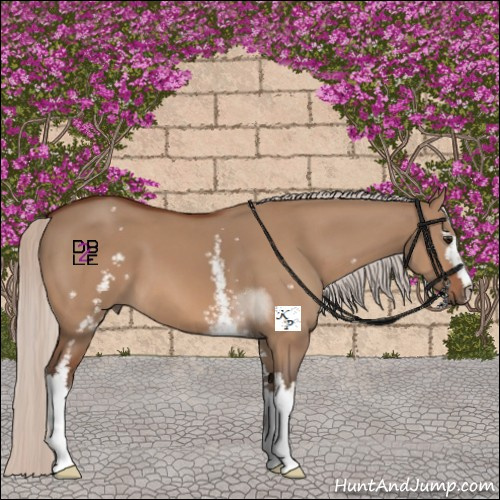 Horse Color:White Spotted Silver Bay Dun Sabino 